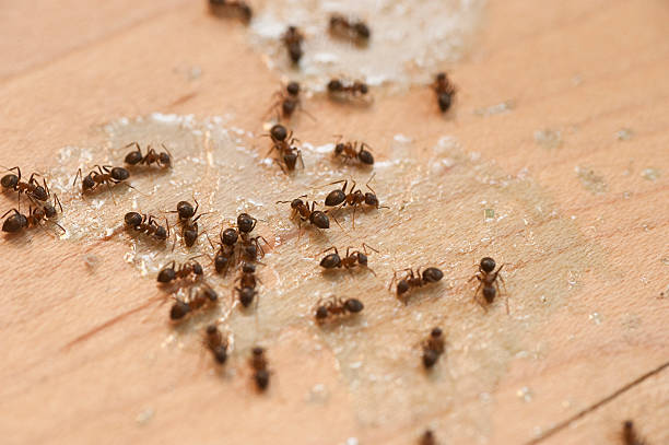 Best Affordable Pest Control Services  in Lyndon, KS